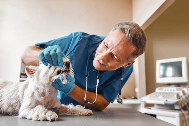 Best Emergency Root Canal Treatment in Federal Y, WA